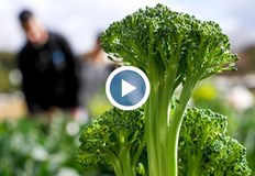 В Европа чипсът от броколи става все по популяренТрудностите в земеделието