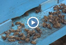 Сушите и екстремните температури застрашават пчелните семейства и реколтата от