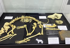 Изложбата разкрива ролята на четириногите като ловци бойци и символ