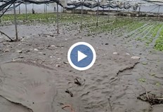 Поройните дъждове унищожиха оранжериите с марули и доматиТежки водни бедствия