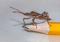 Вредителят съчетан с климатичните промени е довел до празни шишарки