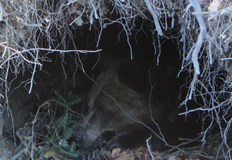 Мима е първата която заспа последвани от Станди и ИваНа