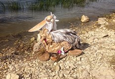 Къдроглавият пеликан Русчук Сребрйски представя България на международната сценаУникална арт