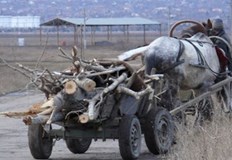 Водачът на каруцата не представил документи за произход и контролна