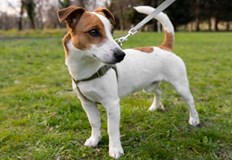 Разпоредбата е записана в Закона за ветеринарномедицинската дейностВсяко домашно куче