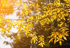 Облачността над Североизточна България ще намалее още преди обядПървият ден