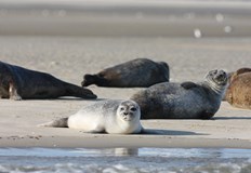 Епидемията от H5N1 унищожи 17 000 тюленчета на полуостров Валдес