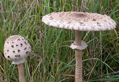 Лекари спасяват шестима натровени с диви гъби в ШуменскоШестима души