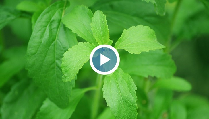 Първата реколта на учениците от СУ "Йордан Йовков" отива за диабетици