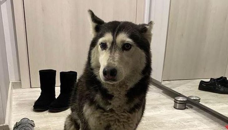 Случаят с евтаназираното куче Мая предизвика вълна от обществено недоволство и над 220 хиляди подписа в петиция Случаят с евтаназираното куче Мая предизвика вълна от обществено недоволство и над 220 хиляди подписа в петиция