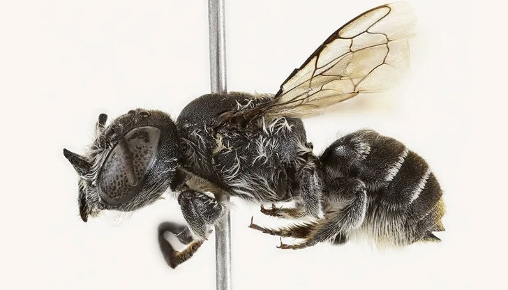 Нарекоха я "Megachile lucifer" заради необичайния ѝ вид