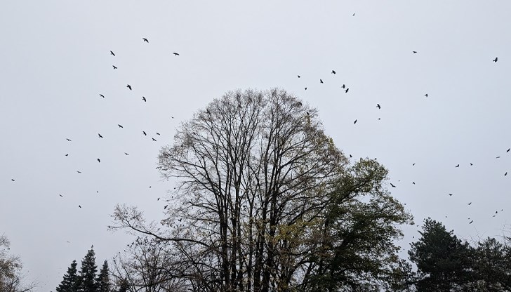 Температурите остават необичайно високи за ноември, стигайки до 22 градуса Температурите остават необичайно високи за ноември, стигайки до 22 градуса