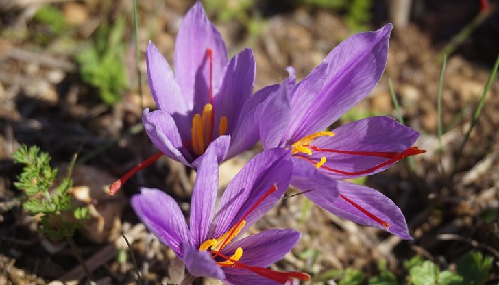 Производителите търсят подкрепа от държавата за развитие на сектора