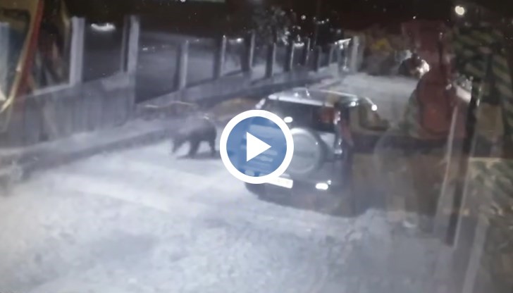 Жители са притеснени, от Горското стопанство изпращат екипи да я прогонят