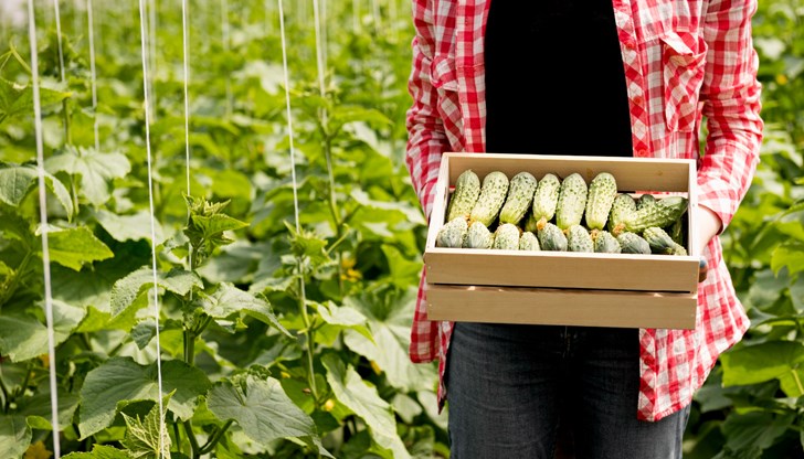 Русенска делегация проучи опита на високотехнологична оранжерия в Гюргево