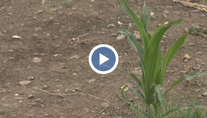 Консервационното земеделие вдига добивите въпреки дългите периоди на суша