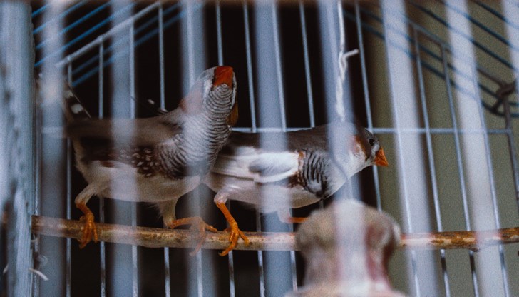 Вирусът убива и здрави хора, а човечеството няма изграден имунитет срещу щама H5 Вирусът убива и здрави хора, а човечеството няма изграден имунитет срещу щама H5