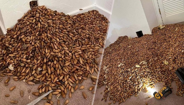 Служител на фирма за борба с вредители откри „лавината“ в стената на имот в Калифорния