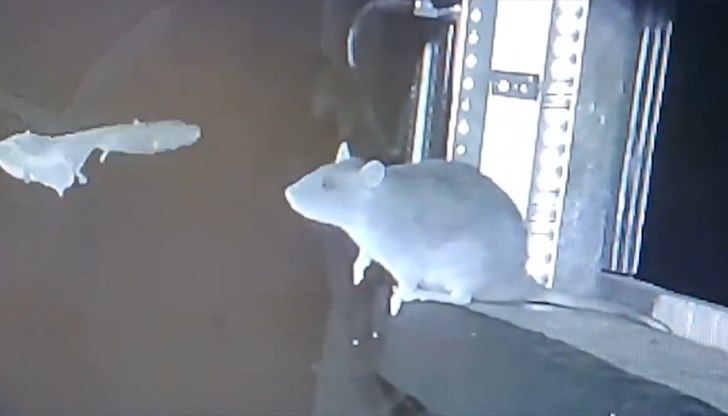 Изследване в Германия разкрива неочакван ловен инстинкт при инвазивни норвежки плъхове, които се хранят с прилепи, потенциални преносители на вируси Изследване в Германия разкрива неочакван ловен инстинкт при инвазивни норвежки плъхове, които се хранят с прилепи, потенциални преносители на вируси