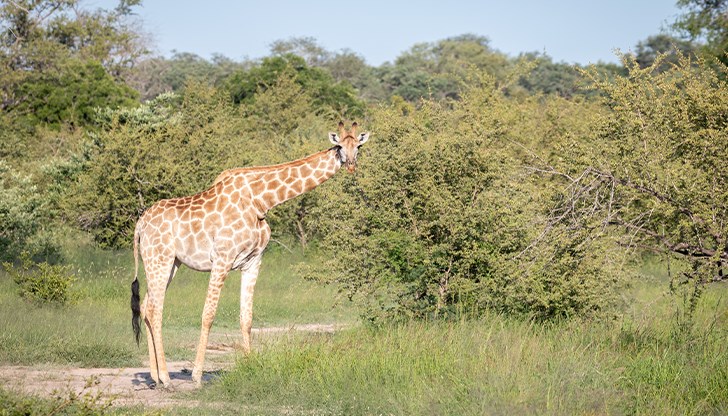 Новото изследване показва, че дългите крака спестяват 5% от енергията на животните Новото изследване показва, че дългите крака спестяват 5% от енергията на животните
