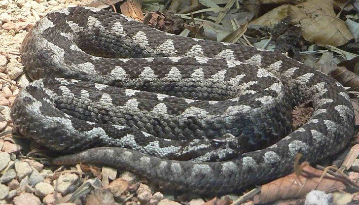 Сигналът е подаден от РИОСВ след хвалби в социалните мрежи, грози го затвор до 5 години