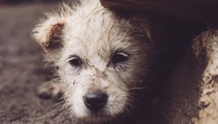 Масови акции по залавяне и умъртвяване на кучета в африканската държава
