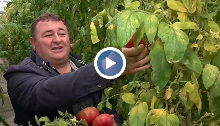 Цените на зеленчуците скачат догодина, очаква се масов внос от Турция и Гърция