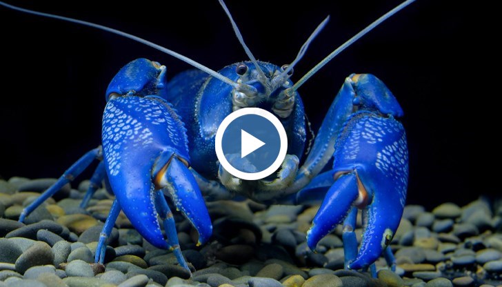 Климатът и войната прогониха паламуда от Черно море