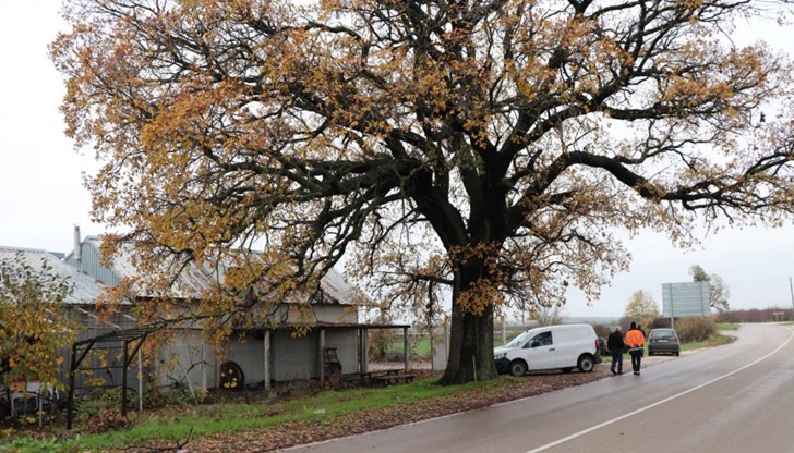 Дървото край Старо село е в отлично здраве и с внушителна обиколка от над 4 метра