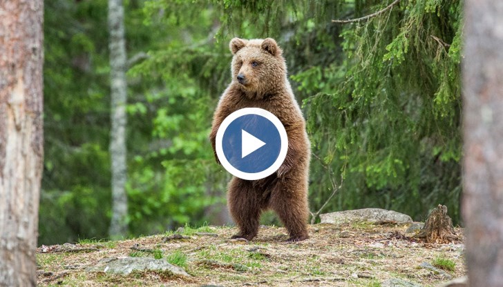 Има множество сигнали за появата на хищниците в района на Карлово и Централен Балкан