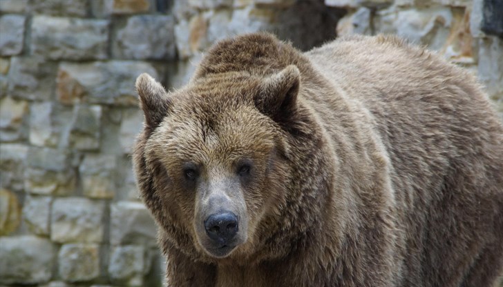 Трима министри подписаха протокол за действие след зачестилите набези