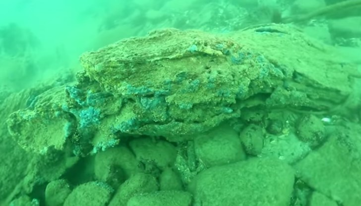 Катастрофично явление преди повече от 10 милиона години е запечатало дърветата с морски седименти