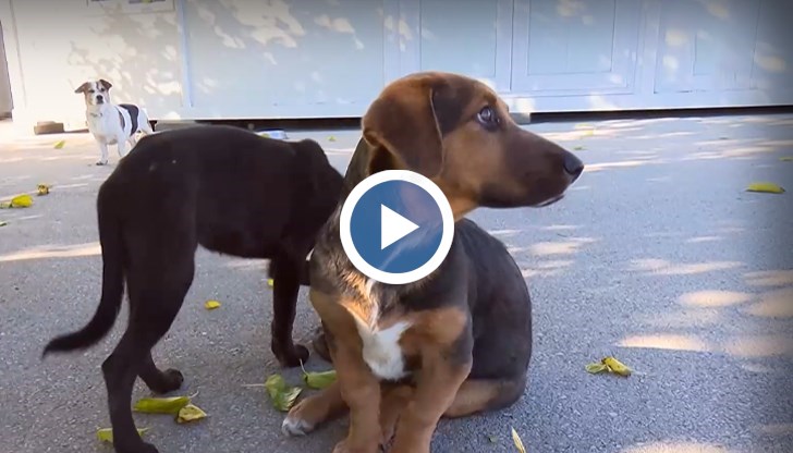 Малката бездомница от приюта в Каменар ще участва в постановката "Странна случка с куче през нощта"