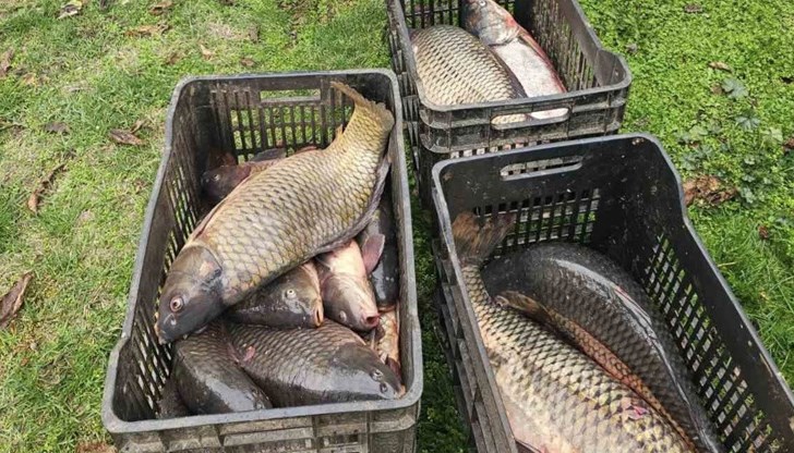 Инспектори откриха близо 50 килограма риба в бял пикап край язовир "Баниска"