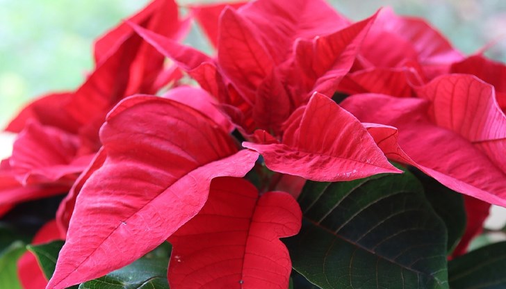 Експертите съветват как да запазим красивото растение и да създадем нови от резници Експертите съветват как да запазим красивото растение и да създадем нови от резници