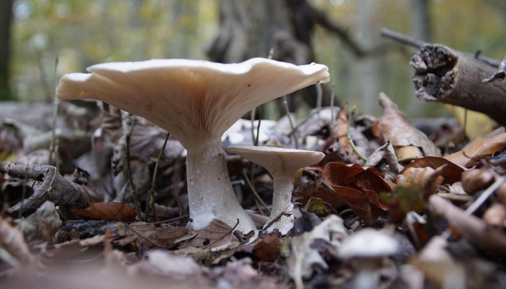 Метеоролозите очакват минимални температури до минус 1 градус