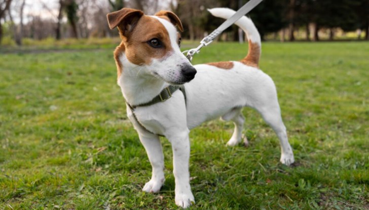 Разпоредбата е записана в Закона за ветеринарномедицинската дейност Разпоредбата е записана в Закона за ветеринарномедицинската дейност