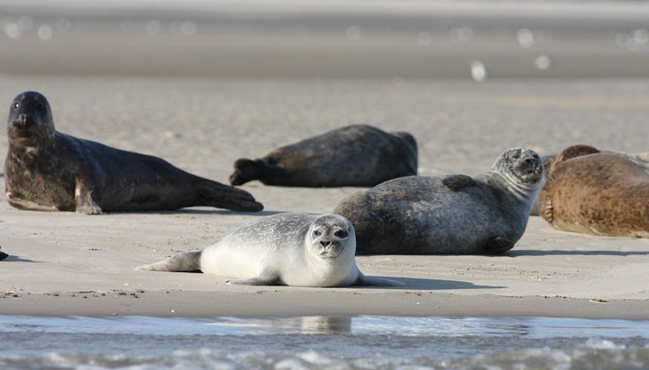 Епидемията от H5N1 унищожи 17 000 тюленчета на полуостров Валдес за една година Епидемията от H5N1 унищожи 17 000 тюленчета на полуостров Валдес за една година