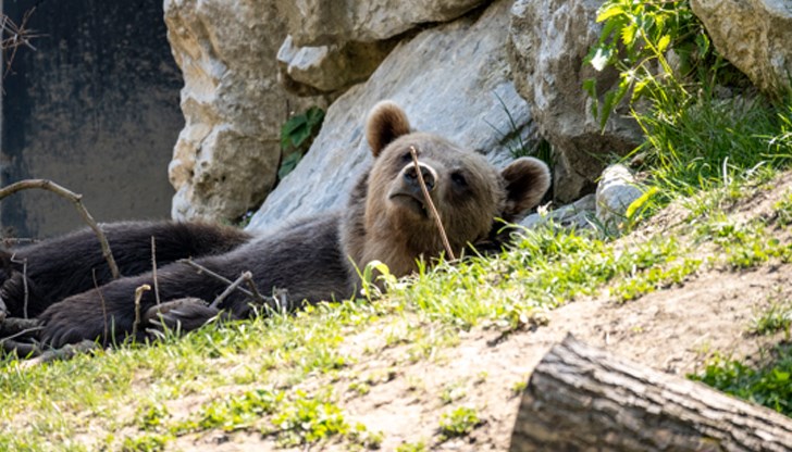 Липсата на горски плодове и сушата принуждават дивите животни да търсят храна в кофите за боклук Липсата на горски плодове и сушата принуждават дивите животни да търсят храна в кофите за боклук
