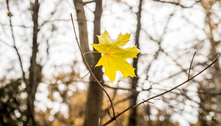 Дневните температури ще паднат до 10 градусаДо края на ноември