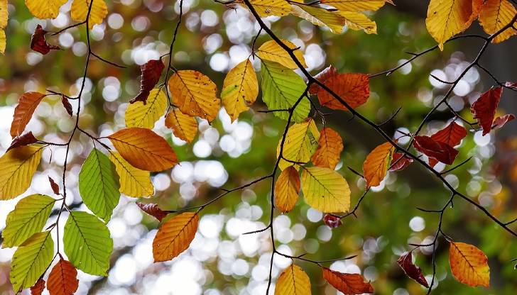 Химията на процеса е известна, но учените все още спорят
