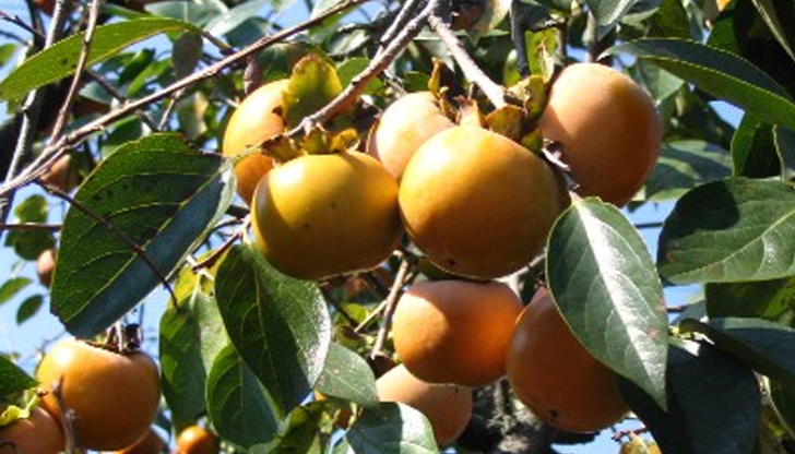 Екзотичният сорт вирее успешно в града въпреки по-суровия климат в