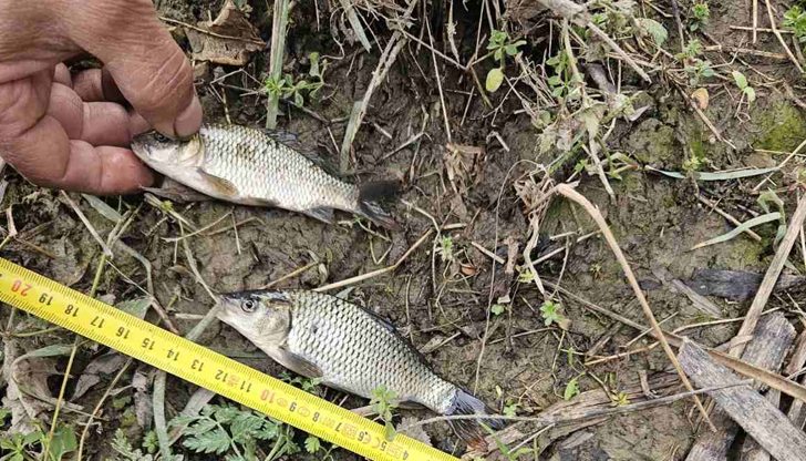 ИАРА – Русе хвана рибари с маломерна риба край БялаСлужители