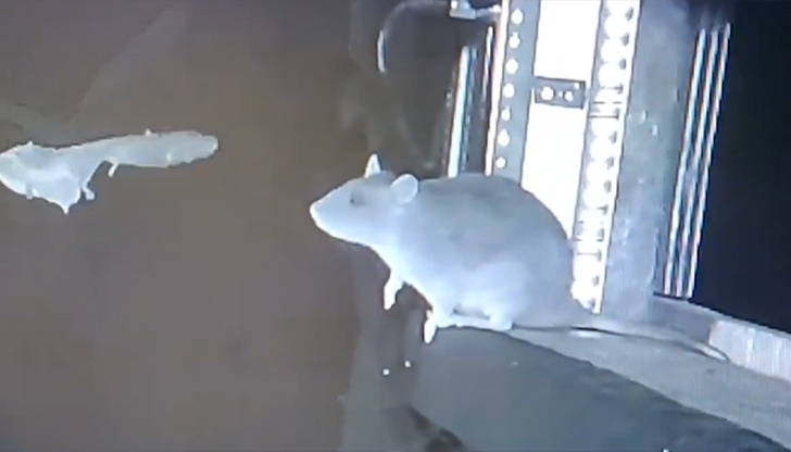 Изследване в Германия разкрива неочакван ловен инстинкт при инвазивни норвежки