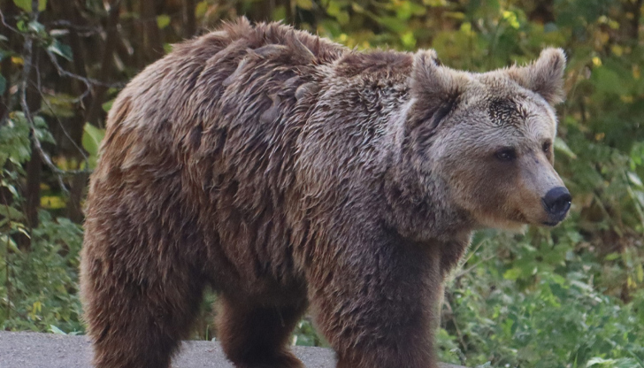 Хибернацията може да бъде прекъсната за минути при заплахаНад 10