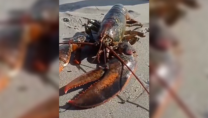 Учените са озадачениИзненадваща находка озадачи българските учени – омар с