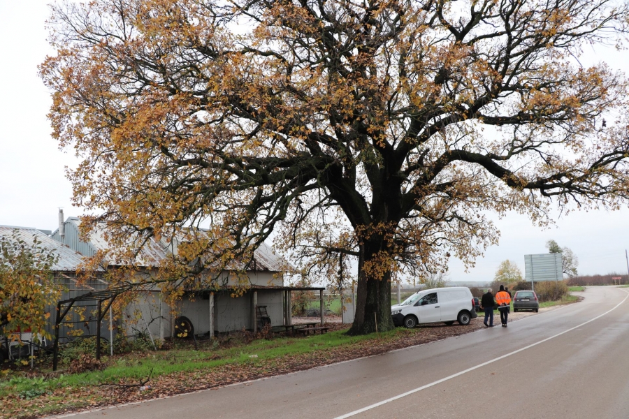 Дървото край Старо село е в отлично здраве и с