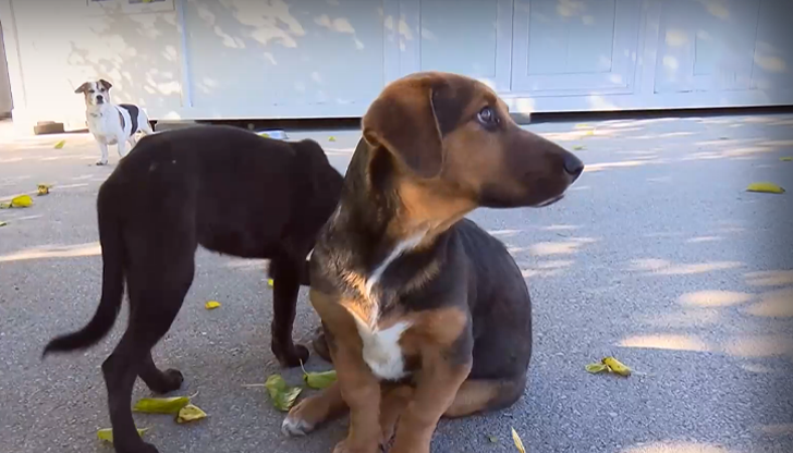Малката бездомница от приюта в Каменар ще участва в постановката