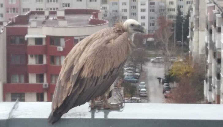 Птицата е отлетяла преди екоинспекторите да успеят да я заловят