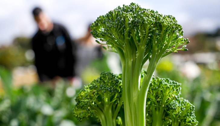 В Европа чипсът от броколи става все по-популяренТрудностите в земеделието